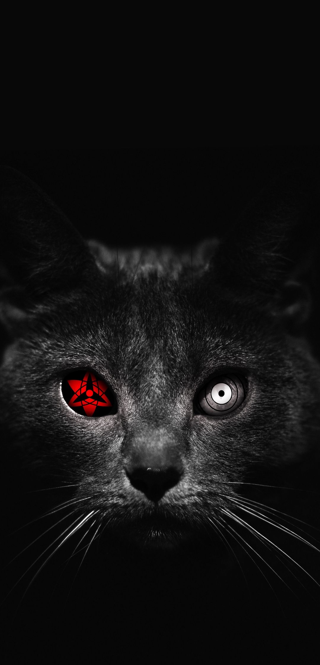 Cat Wildlife Animal HD