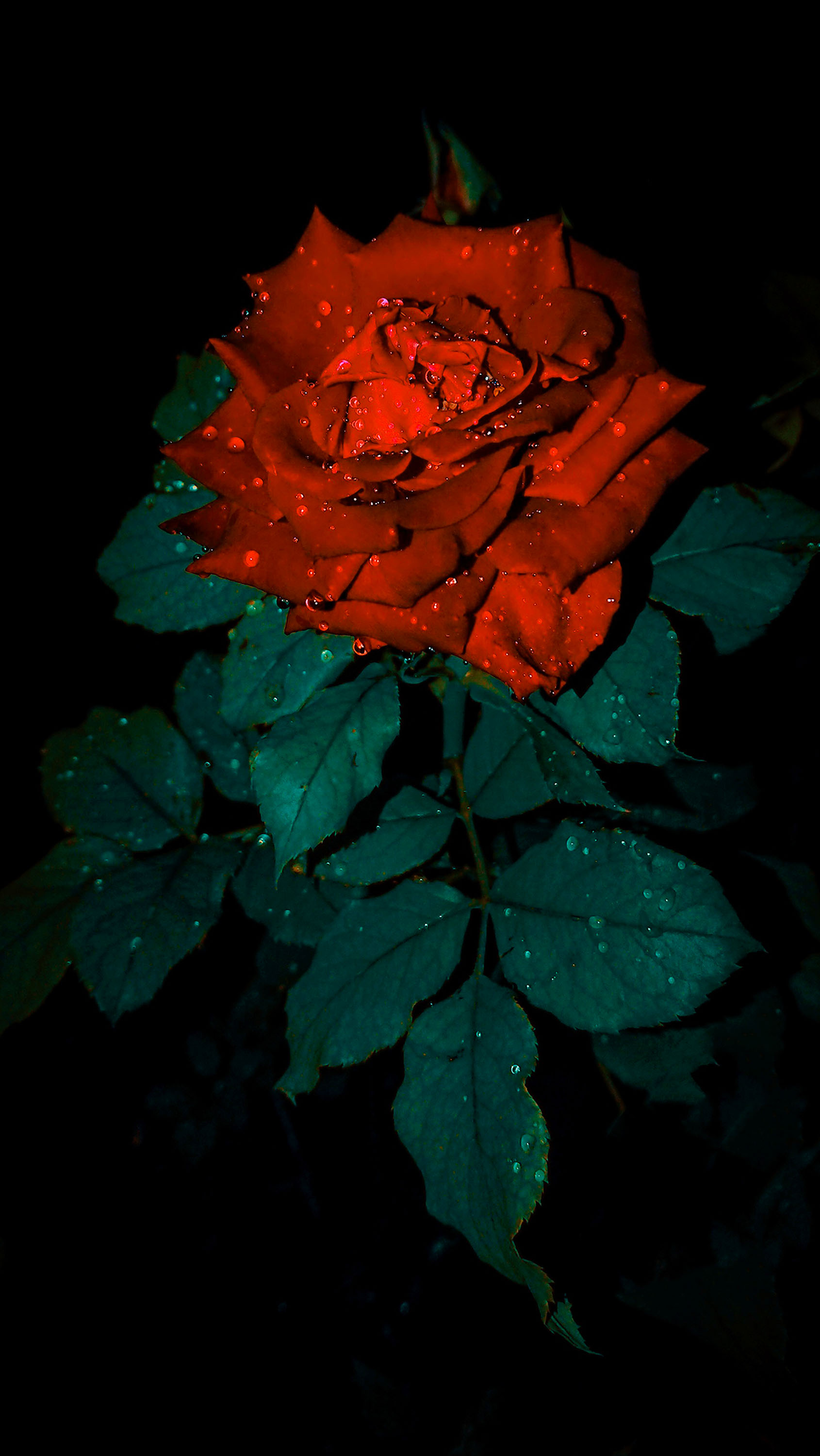 Natural Nature Flower HD