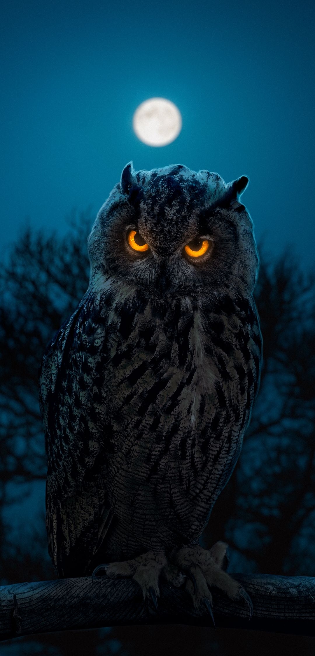 Owl Birds Wildlife HD