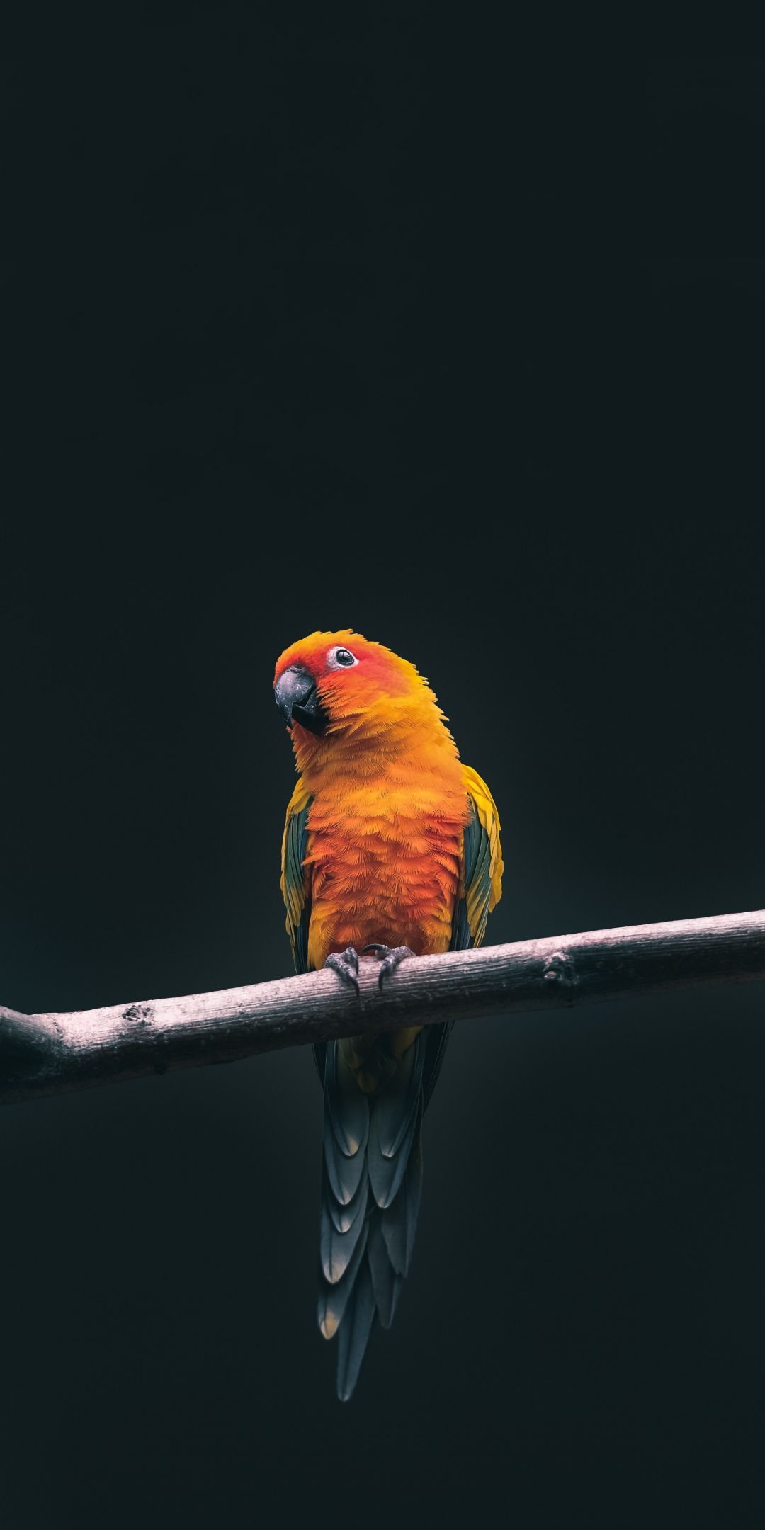 Parrot Birds HD